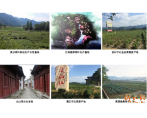 中茶公司的宁红情缘 一条茶脉,跨越九十年的国家叙事